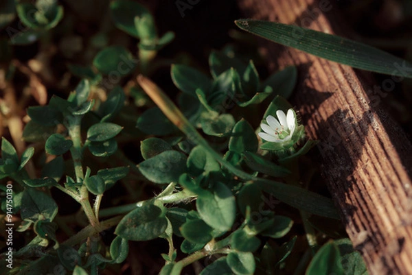 Fototapeta Macro of a small flower. Fresh summer plants on the estate. Plants in the garden.