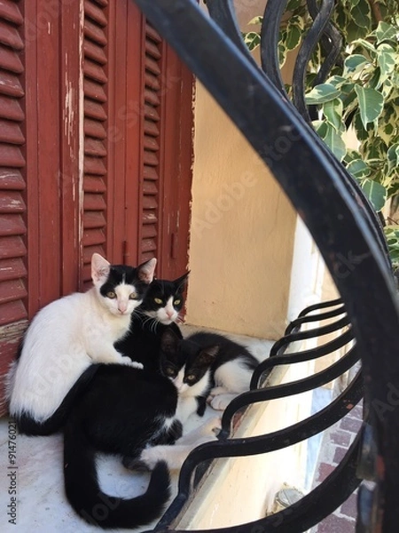 Fototapeta Cretan Cats