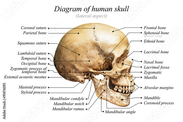 Obraz Human skull diagram
