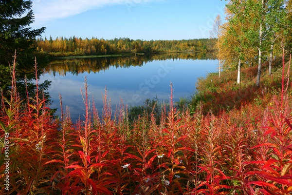 Obraz fall colors, lapland