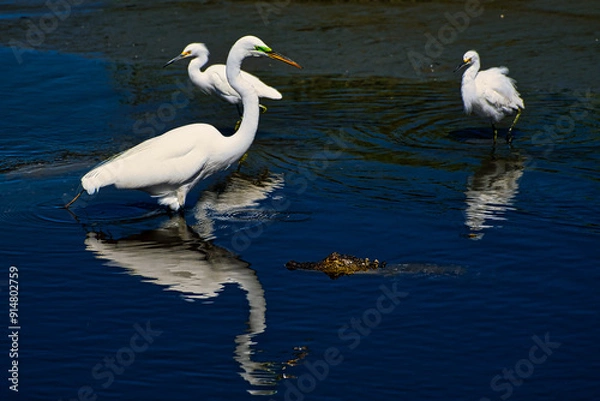 Obraz Wading birds and an alligator in a tidal pool.