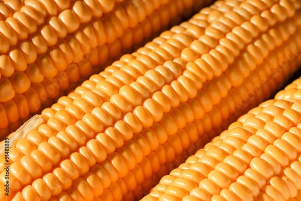 Obraz Fresh corn cereal close-up