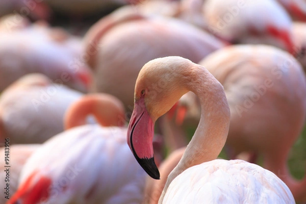Obraz Flamingo