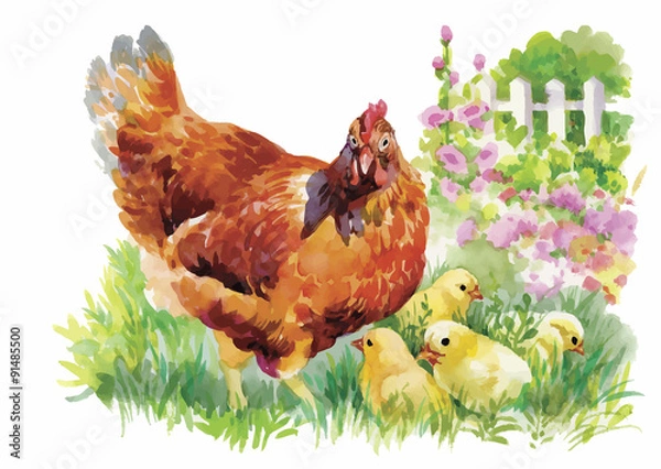 Fototapeta Akwarela kura i pisklęta w ilustracji wektorowych stoczni
