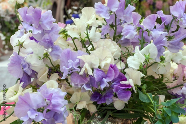 Obraz Beautiful flowers background