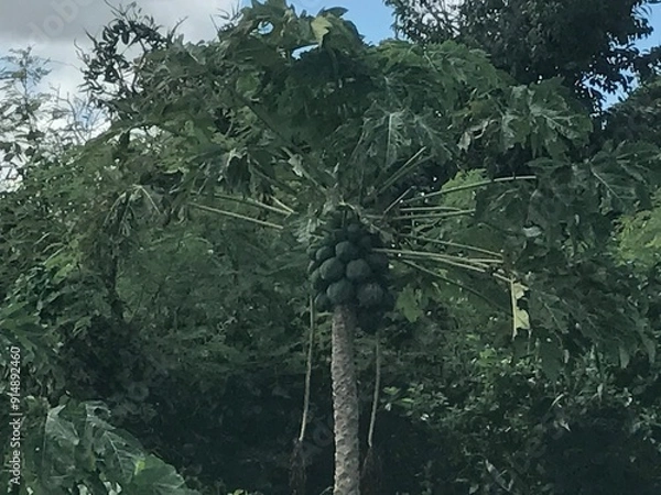 Obraz 南国の木　tropical tree