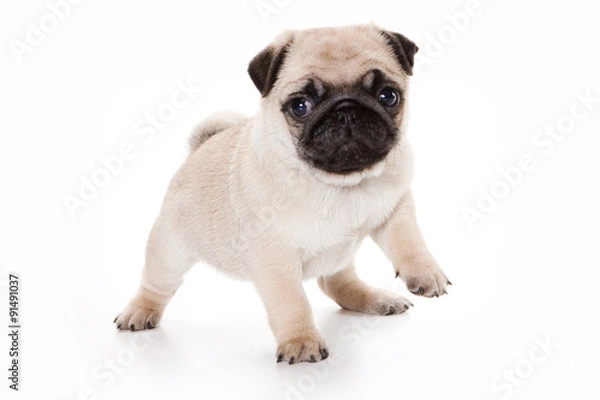 Fototapeta Funny pug Puppy looking at the camera (isolated on white)