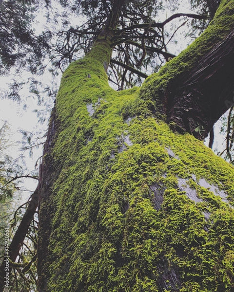 Fototapeta tree in the forest