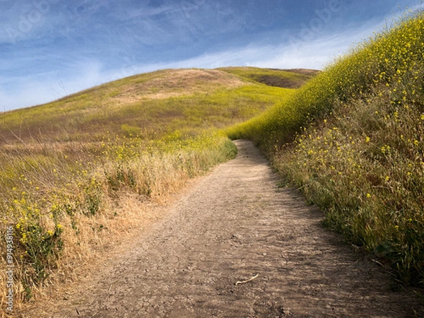 Obraz path in the field