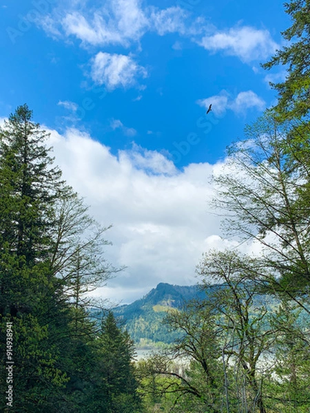 Fototapeta hawk circling