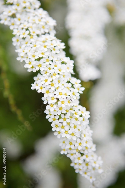 Obraz White flowers