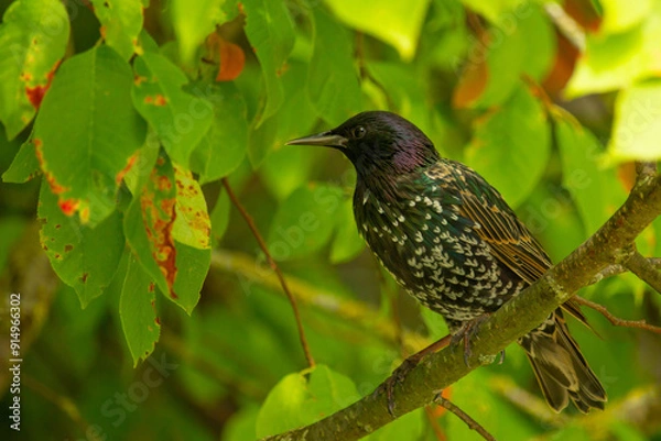 Fototapeta Bird on a tree. The common starling (Sturnus vulgaris)
