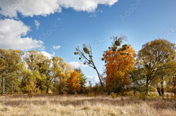 Fototapeta Dense forest against the sky and meadows. Beautiful landscape of a row of trees and blue sky background