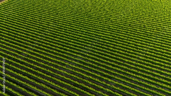 Obraz Aerial View of Symmetrical Vineyard Rows Captured by Drone