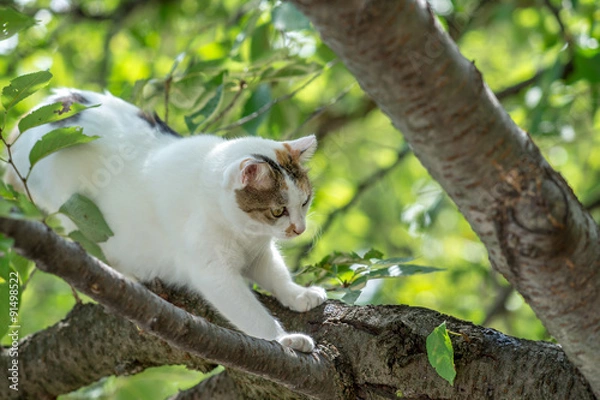 Fototapeta 樹上ののらねこ