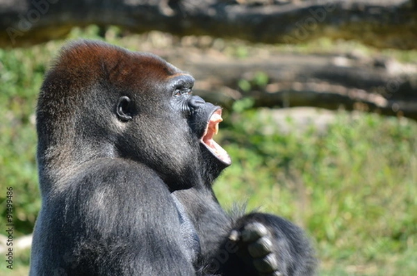 Fototapeta gorille
