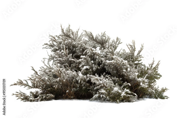 Obraz Frost-Kissed Evergreen Bush Blanketed in Soft Snow Under the Gentle Winter Sunlight on Transparent PNG Background..