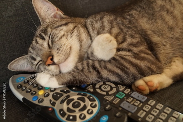 Fototapeta Kocia drzemka