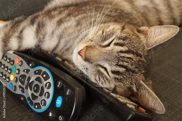 Fototapeta Drzemka na pilotach