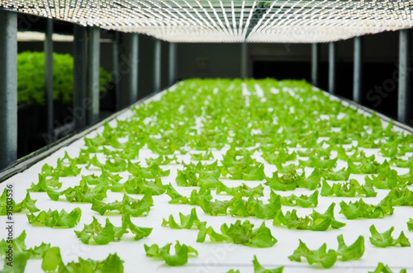 Fototapeta Plant factory / Lettuce growing in plant factory with controlled LED lighting