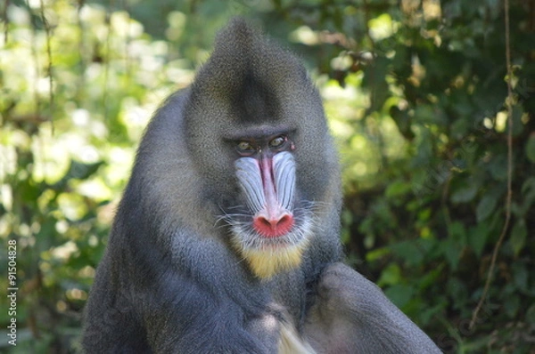 Fototapeta mandrill