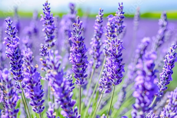 Fototapeta Lavender flowers blooming in a field under the summer sun