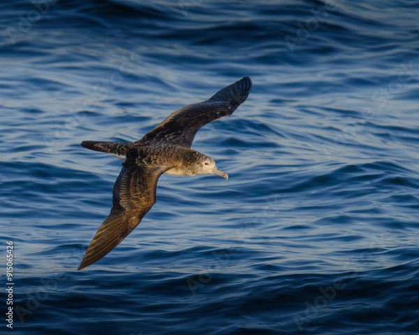 Obraz streaked shearwater オオミズナギドリ