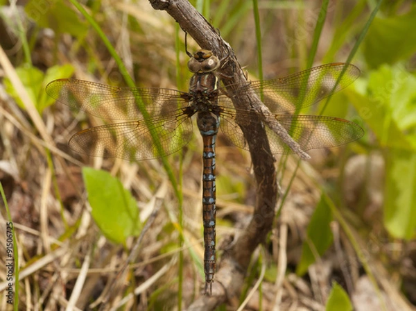 Fototapeta Springtime Darner
