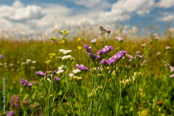 Fototapeta colorful flowers of kermek statice dried flowers in the field on a sunny day with beautiful clouds.