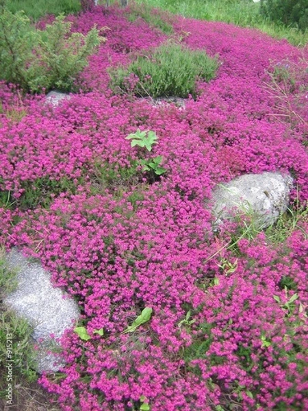 Fototapeta pink flowers - scottish heather