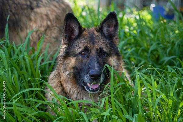 Obraz German Shepherd dog lying in tall green grass