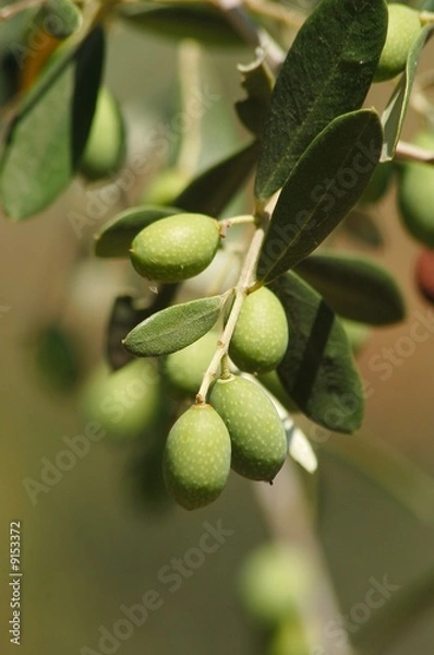 Obraz olives