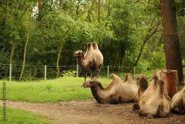 Obraz camel, animal, mammal, large, brown