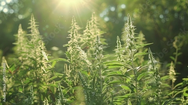 Fototapeta Blooming ragweed serves as an allergen for allergy sufferers during the warm season