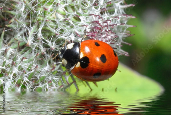 Fototapeta Ladybugs - circles on the water