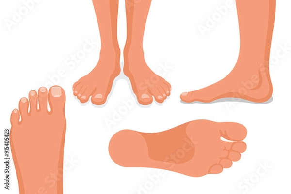 Obraz Foot set. Collection leg. Human feet. Body ankle elements. Bare legs positions isolated on white background. Template for podiatry and pedicure. Vector illustration flat design.