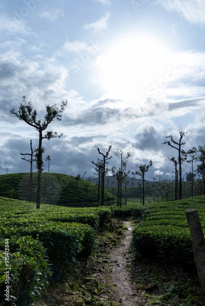 Obraz road in the forest