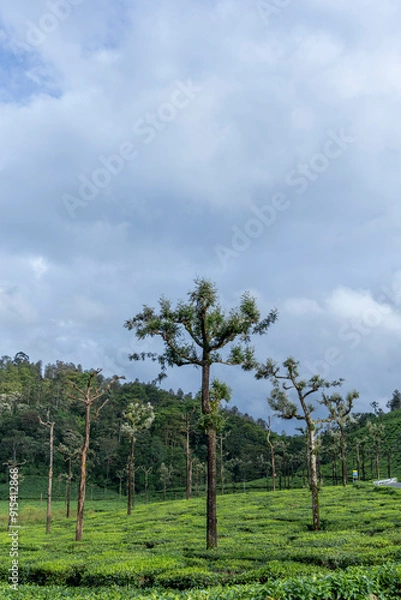 Obraz tree in the field