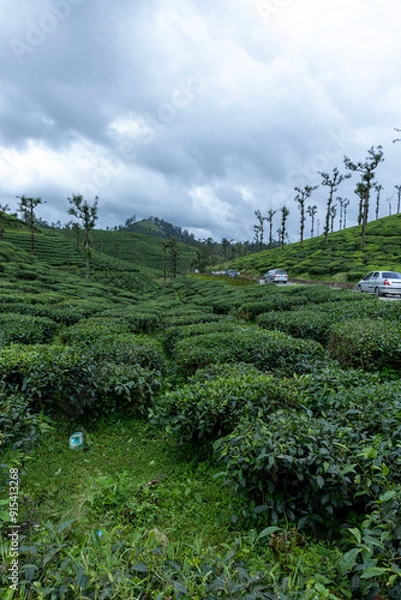 Obraz green tea plantation
