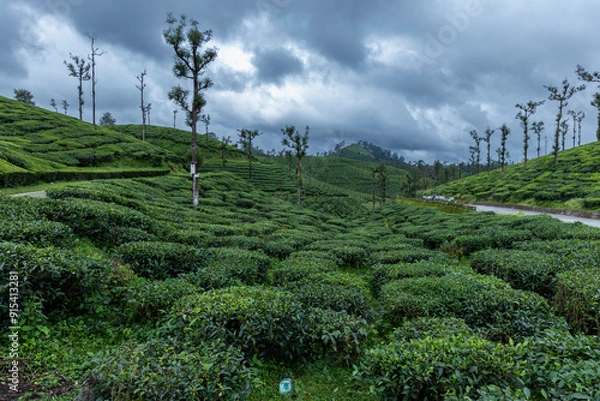 Obraz tea plantation in bali