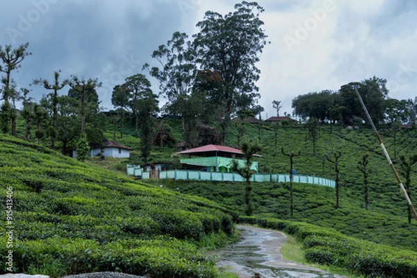 Obraz rice terrace in bali