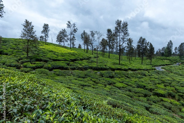 Obraz green tea plantation