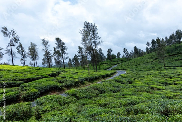 Obraz trees in the mountains