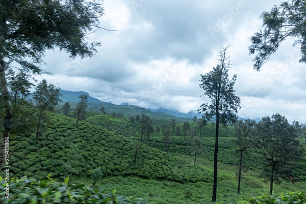 Obraz vineyard in the morning