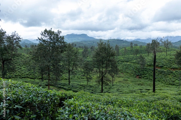 Obraz forest in spring