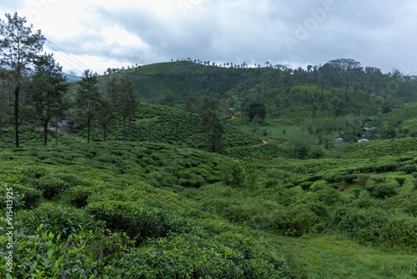 Obraz forest in the mountains