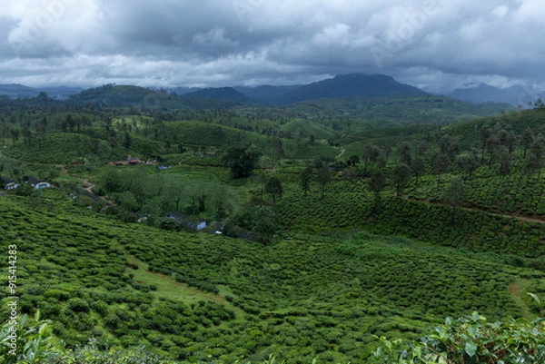 Obraz green tea plantation