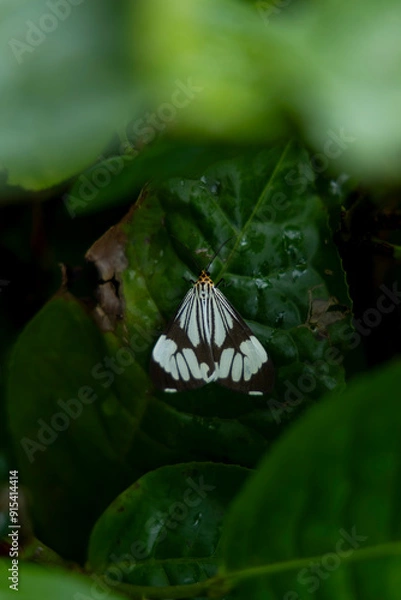 Obraz butterfly on leaf