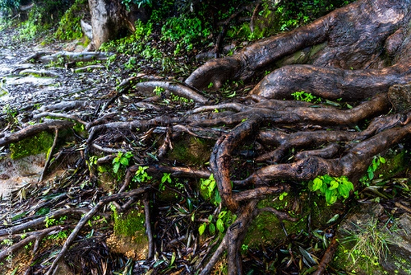 Obraz tree roots in the forest