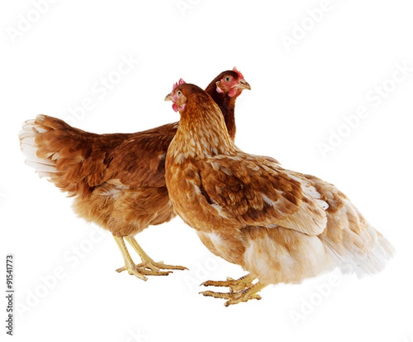Fototapeta Two brown hen isolated on white
